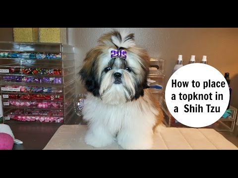 How To Care For Shih Tzus