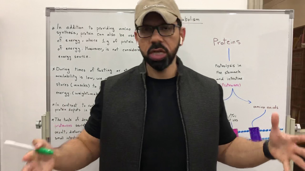 Amino Acid Metabolism