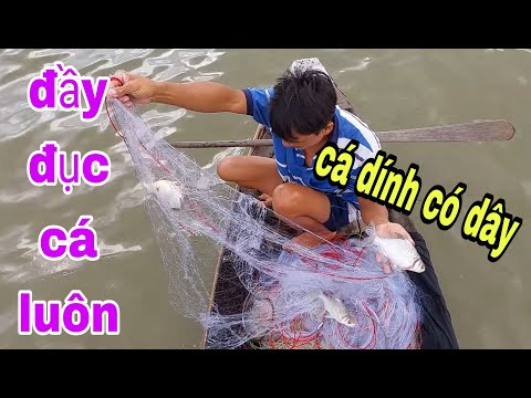 Video Không Khác Gì Giăng Lưới Trong Mương Cá Nuôi , Cá Dính... - youtube