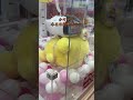 クレーンゲームプロ 風の王 かけぞう ポムポムプリン ゲット #クレーンゲーム #ゆーふぉ #ufoキャッチャー #ゲームセンター