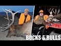 Northern Bucks and Big Mountain Elk