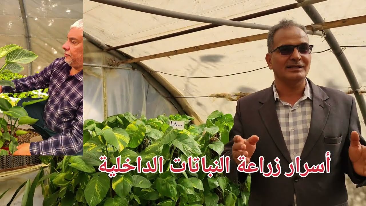 أسرار زراعة النباتات الداخلية بالمختصر معلومات عامة ومهمة مع ابو عبد الرحمن ازرع النباتات 