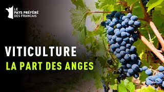 Viticulture, La part des anges - Documentaire Gastronomie et Art de vivre - MG