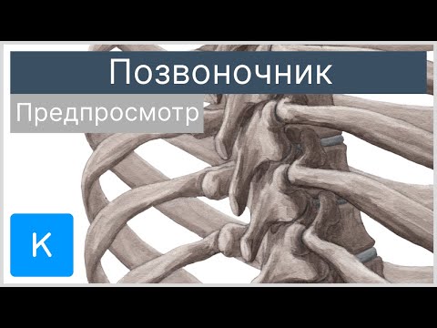 Позвоночник (предпросмотр) - Анатомия человека | Kenhub