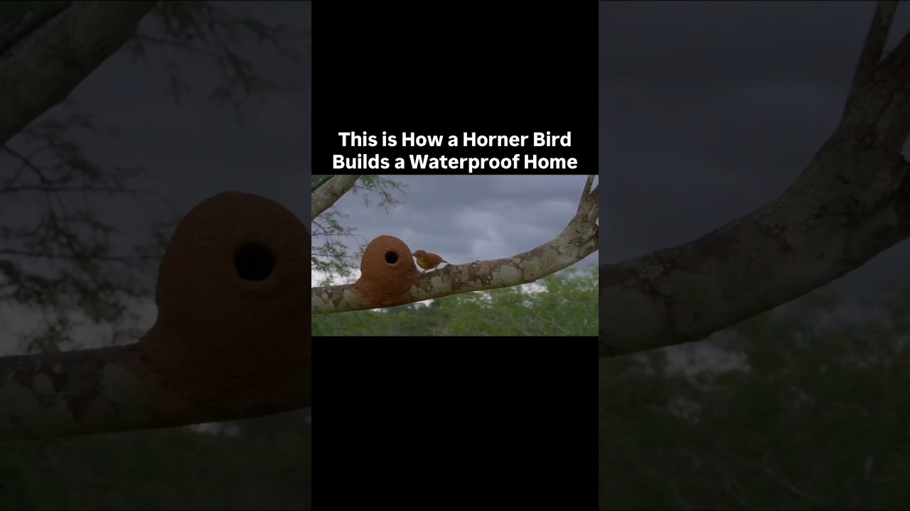 How impressive nature’s builders can be #builder #nest #horner #waterproof #nature
