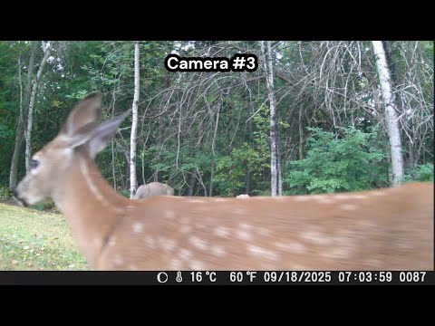 DOE SNORTS ALARM to call her FAWNS 🤠👍