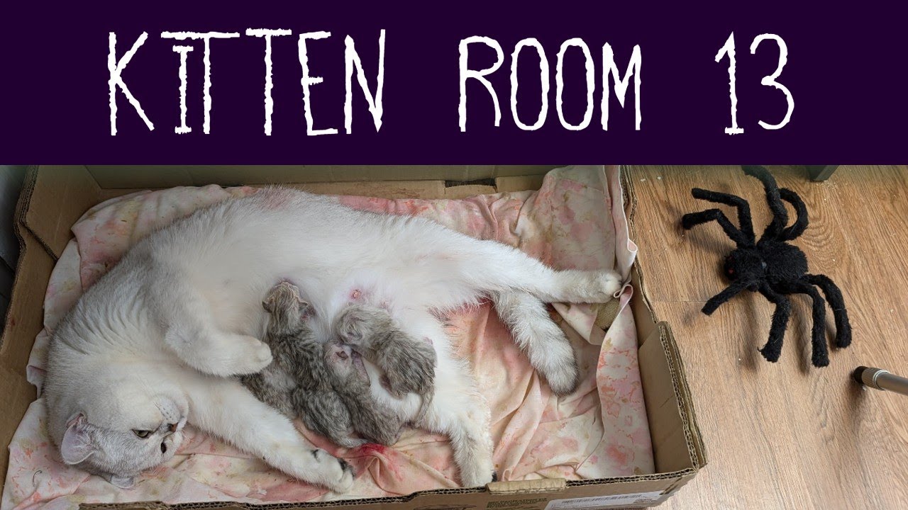 Kitten Room 13 Night 30 Six Newborn Kittens at the Milk Bar YouTube