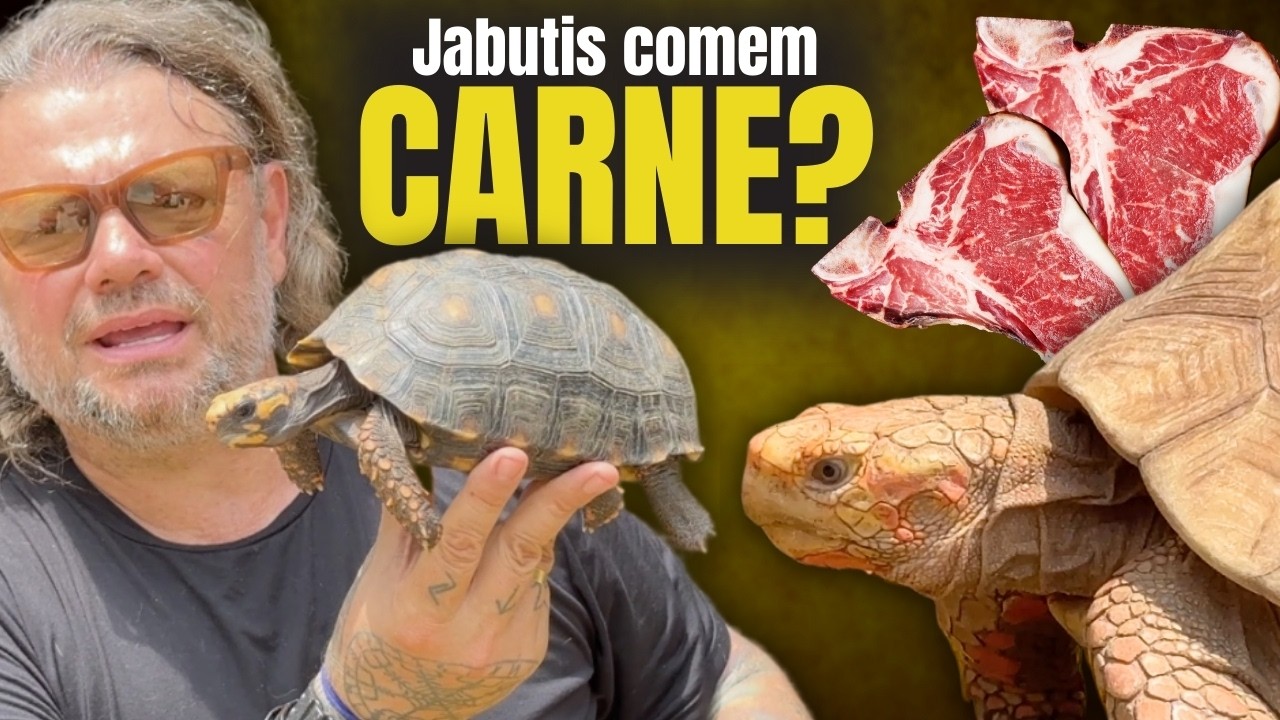O JABUTI MAIS RARO DO BRASIL! OLHA ESSE GIGANTE! 🔥🐢