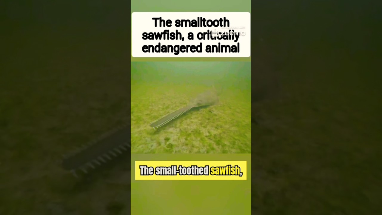 The smalltooth sawfish, endangered animal | 