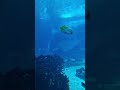 tubarão e peixe