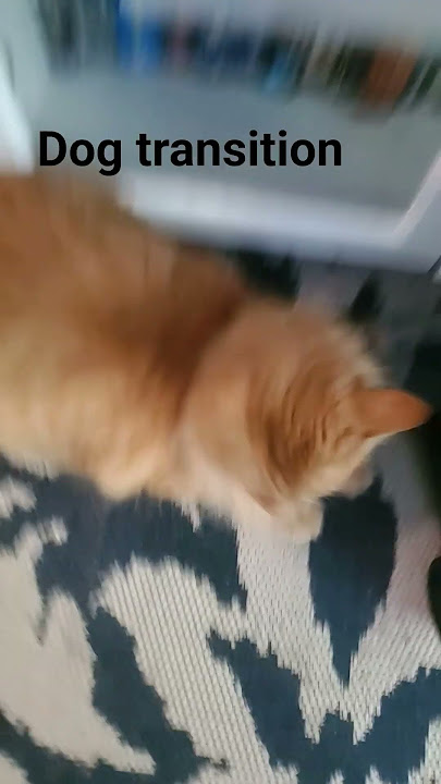 cat edi-NO DOG EDIT