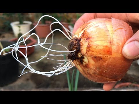 Growing onions in water results in a lot of rooting and beauty