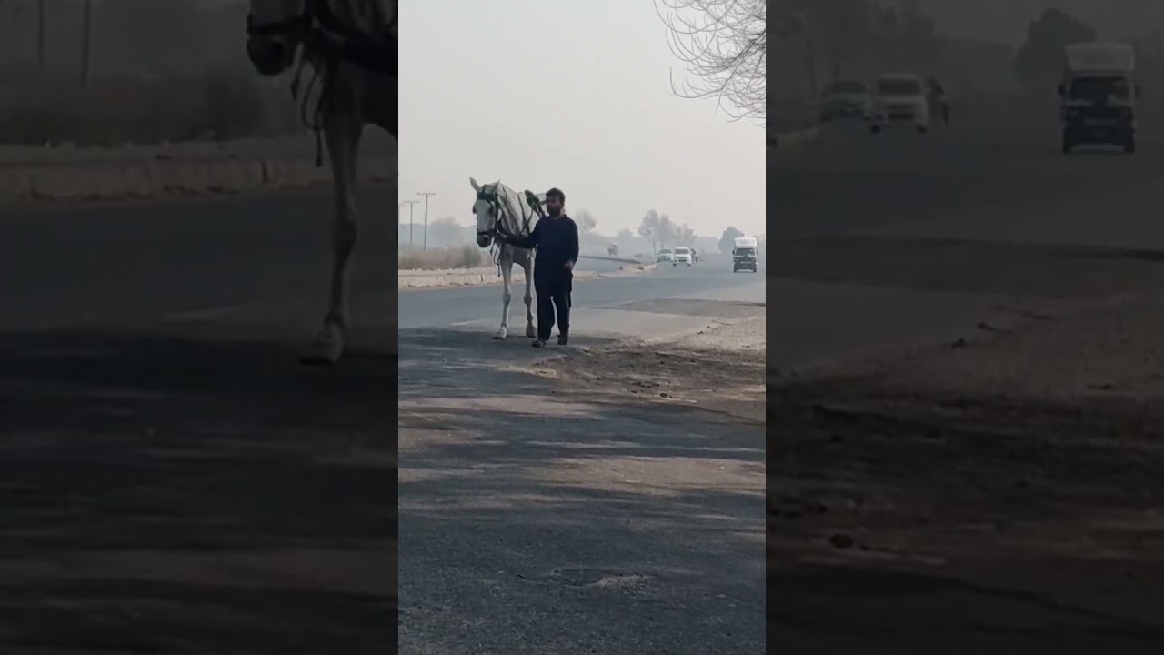 hi white horse number 73 This horse has 15 ray swinkies