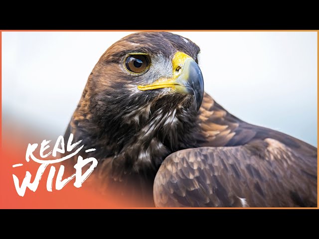 Exploring Majestic Birds Of Prey | Predator Birds Documentary | Real Wild