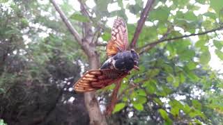 무당거미가 유지매미를 먹어치웠다. Joro spider has eaten a Large brown cicada.
