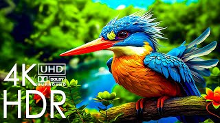 Красочные птицы в 4K HDR - планета Земля 4K с успокаивающей музыкой