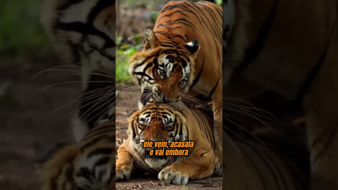 TIGRE, LEÃO ou ONÇA: qual é o mais PERIGOSO?
