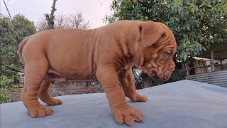 bordeaux mastiff puppy for sale