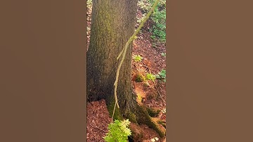 squirrel in the forest #treejumping