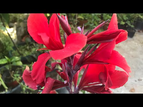 Video: Canna (62 Fotoğraf): Bu çiçekler Nelerdir? Kanna Ve Kırmızı Kanna Bitkilerinin Tanımı. Kış Için Bahçede Cannes Kazmam Gerekir Mi? Evde Ve Dışarıda Büyüyen