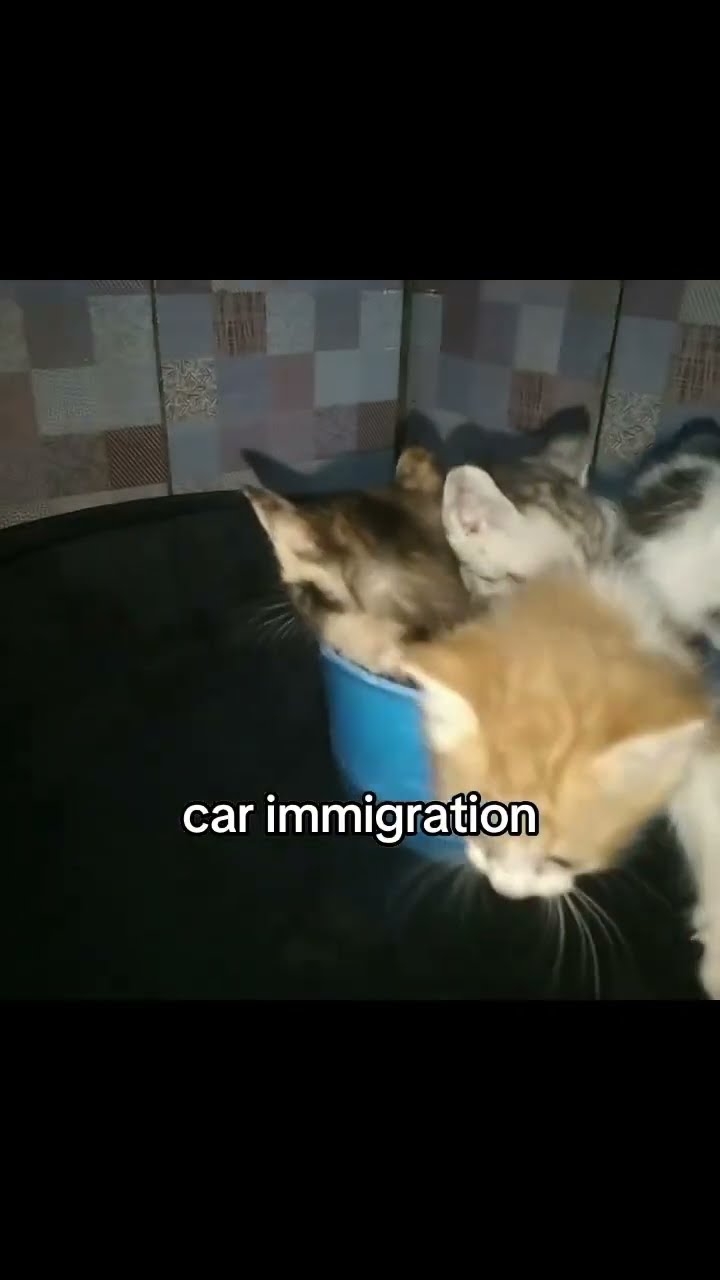 Kittyos are like it’s time to go across the sea what’s ur plans twin