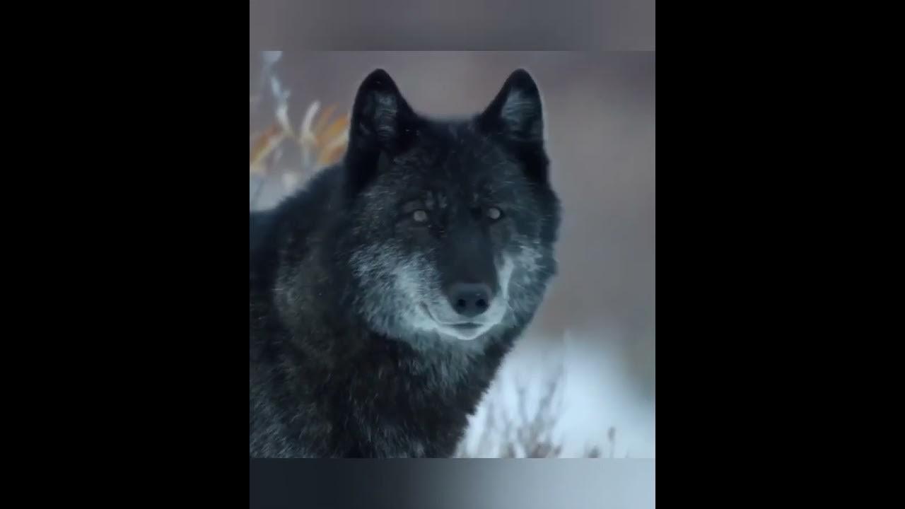 Виват басов песня волчонок. Волки караоке.