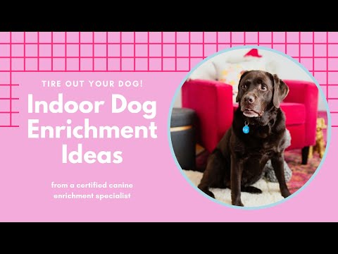 DIY Busy Box Enrichment Toy for Your Bored Dog - Wear Wag Repeat
