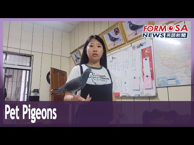 Pingtung family has a beloved pet pigeon who barely leaves the shoulder｜Taiwan News