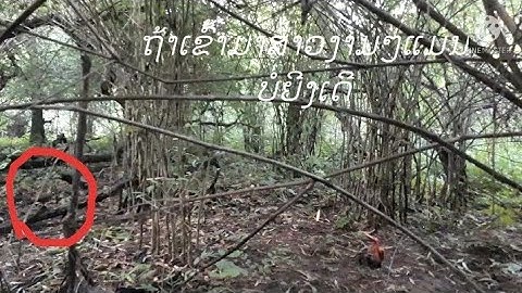 ต่อไก่แม่ป่ามางามๆแต่บ่อผ่านคืน Cuab poj qaib tsi hlas hluas 09-10-2021