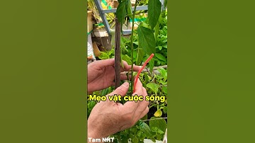 Cột dây để cây phát triển tốt #chiasekinhnghiem #meovatcuocsong #Shorts