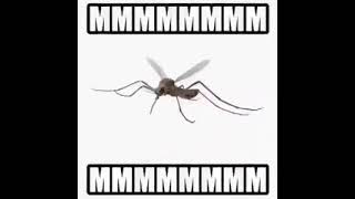 Xtentacion Changes Mosquito Meme