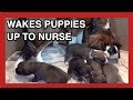 DOG WAKES UP PUPPIES TO NURSE THEM - 2 weeks old