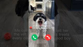 #griffin #minischnauzer #grifftheschnauzer #phone #funny #dog