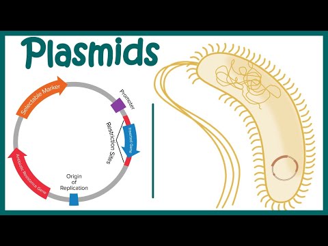 Video: Dalam vektor kloning plasmid?