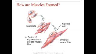 Chapter 10 -  Muscle Tissue