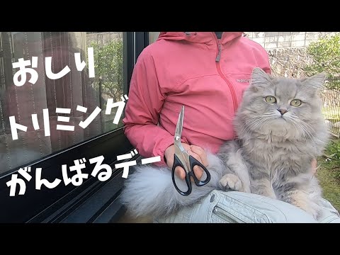 【ペルシャ猫】お尻の毛をトリミングしました。う〇ち対策!