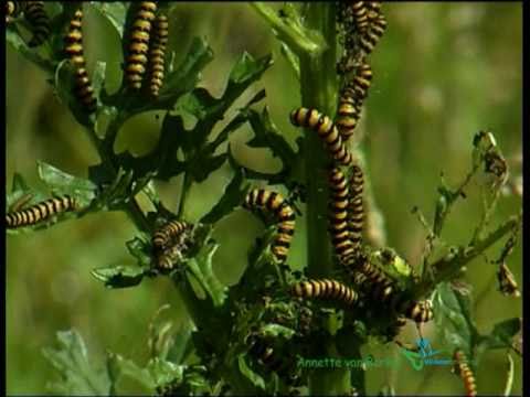 Video: Hoeveel Vlinders Leven?