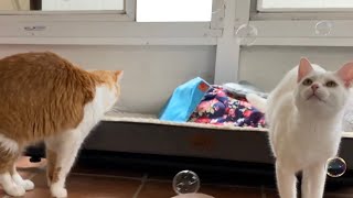 Cute and Funny Cats and Baby Compilation by MaxluvsMya 2,724 views 6 months ago 1 minute, 48 seconds