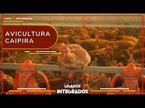 Minas Gerais é o principal produtor de frango caipira do Brasil | Ligados & Integrados - 23/11/2023