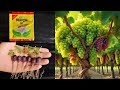 Make raw grape sprouts with Tea leaves Aloe Vera very easily 100% Success