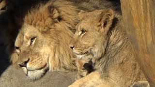 Lincoln Park Zoo African Lion Pride with cub Pilipili and dad Jabari plus Jabari &amp; Zari mating