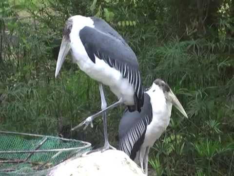 アフリカハゲコウ Marabou Stork 阿弗利加禿鸛 Youtube