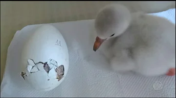 Como flamingo alimenta seus filhotes?