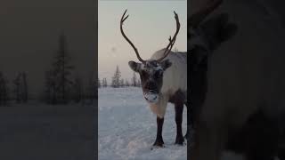 How do people live in the tundra 5 #ulengovs