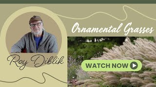 Ornamental Grasses at Intrinsic Perennial Gardens Episode #187
Im at Intrinsic at least a couple times a week. Im fortunate its a short trip from Northwind and I depend on Brent and his team to grow, propagate, and nurture stunning perennial plants of all kinds. Recently, Brent and I discussed some of his ornamental grass selections along with a couple of other Intrinsic perennials. Regrettably, this years Ornamental Grass Day at Intrinsic is sold out. If youre interested in attending in 2024, contact Intrinsic Sales at sales@intrinsicperennialgardens.com.
Like, subscribe, and share! Leave comments and questions and Roy will do his best to reply! Closed Caption is now available! Activate with the CC button on the bottom right of the video window.
π Recommended reading π€
π Permaculture One: A Perennial Agriculture for Human Settlements https://amzn.to/3YJVQze
π Food Not Lawns: How to Turn Your Yard into a Garden and Your Neighborhood into a Community https://amzn.to/3OO5Brw
π Permaculture: Principles and Pathways Beyond Sustainability https://amzn.to/3OJSasD
π Piet Oudolf At Work https://amzn.to/3TL1Ntd
π Wild flowers and how to grow them by Edwin Francis Steffek https://amzn.to/42GAc0k
π Field Guide to Wisconsin Sedges: An Introduction to the Genus Carex
https://amzn.to/3FBA5cD
π Gardening with Grasses, Michael King & Pite Oudolf https://amzn.to/3TtQ5Dd
π The Gardeners Essential by Gertrude Jekyll https://amzn.to/3XbHBAV
π The Well-Tempered Garden by C. Lloyd https://amzn.to/3Yp30aQ
π Flora of the Chicago Region https://amzn.to/3kZcOKf
π The World-Ending Fire by Wendell Berry https://amzn.to/3IuiB0J
π Gardening With Perennials Month By Month https://amzn.to/3k9NCy1
π Tokachi Millennium Forest: Pioneering a New Way of Gardening With Nature https://amzn.to/3lcbsba
π In Praise Of Shadows https://amzn.to/3ljBvgq
π The Hidden Half Of Nature https://amzn.to/3dkmYzn
π Perennial Garden Plants by Graham Stuart Thomas: https://amzn.to/37mGvM7
π Planting Designs by Piet Oudolf and Noel Kingsbury: https://amzn.to/3oTYKOF
π Planting The Natural Garden by Piet Oudolf and Henk Gerritsen: https://amzn.to/2IRvglg
π Seedheads In The Garden by Noel Kingsbury: https://amzn.to/37ji6H7
π Know Maintenance by Roy Diblik: https://amzn.to/3oWt9fy
π A Small Porch by Wendell Berry: https://amzn.to/3gPLO9T
π Jewels of the Plains by Claude A. Barr: https://amzn.to/3J0yFsM
π The Art of Planting or the Planters Handbook by Graham Stuart Thomas: https://amzn.to/3B9l3t8
π Hardy Perennials by Alan Bloom: https://amzn.to/3aRh6hY
(Some of these links may be affiliate links. Youll pay the same price but I may make a small commission if you purchase through these links. This will help support my channel and keep the content coming! Thank you!!)
π₯ Produced by Geneva Lake Creative http://genevalakecreative.com
β For a design consultation contact Roy at roydiblik@gmail.com
π Buy Roys book here: https://amzn.to/3oWt9fy
π Buy the Spear Head Spade here: https://amzn.to/3b7ygWt
#roydiblik #northwindperennialfarm Ornamental Grasses at Intrinsic Perennial Gardens Episode #187
