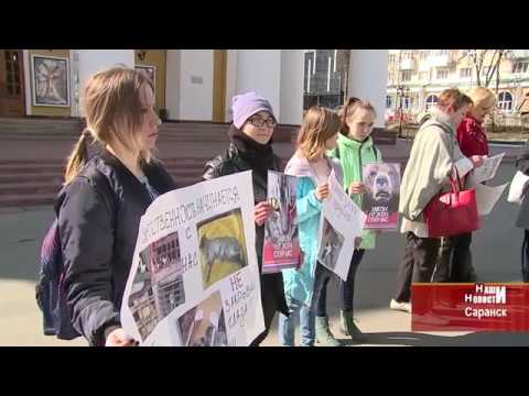 В Саранске зоозащитники провели акцию добра