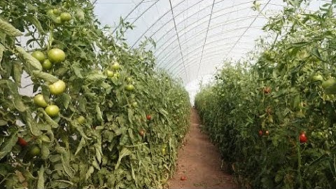 Polytunnel solution - Light Science Technologies