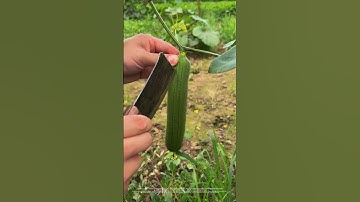 Growing and harvesting loofah #agriculture #farmer#shorts