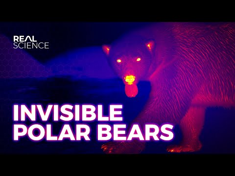 Invisible Polar Bears and Other Arctic Adaptations