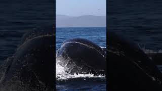 Humpback Whale Lunge Feeding On Anchovies